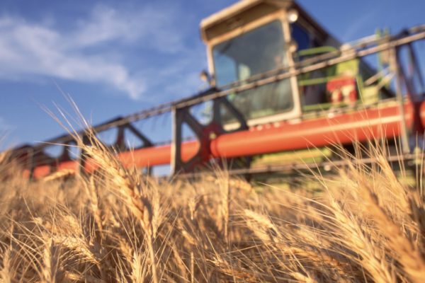 Wheat Harvest --- Image by © Robert Della Piana/CORBIS